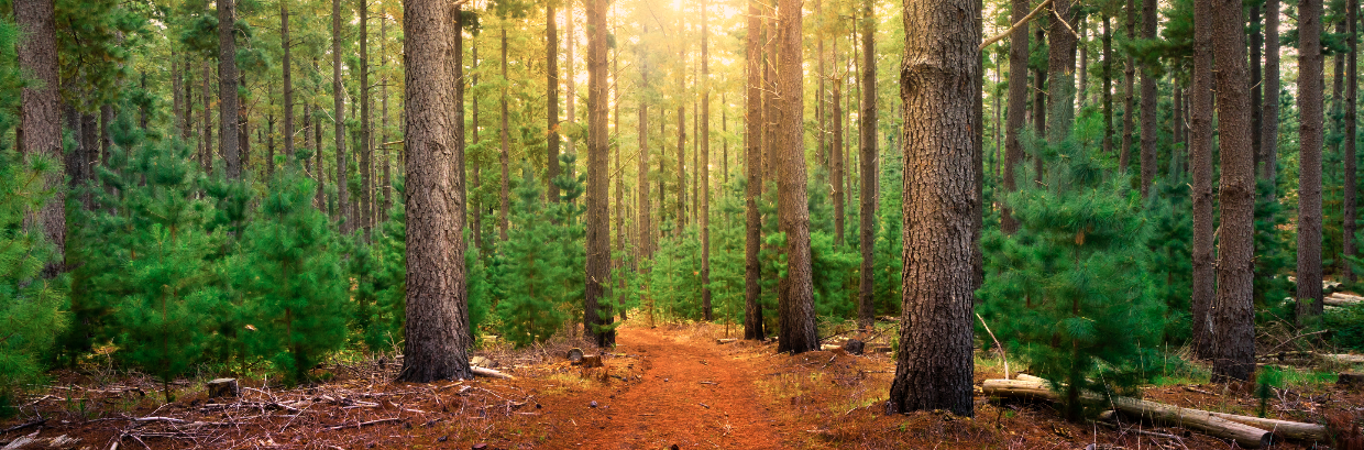 Forest week